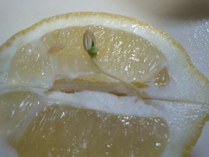 レモンの芽？
